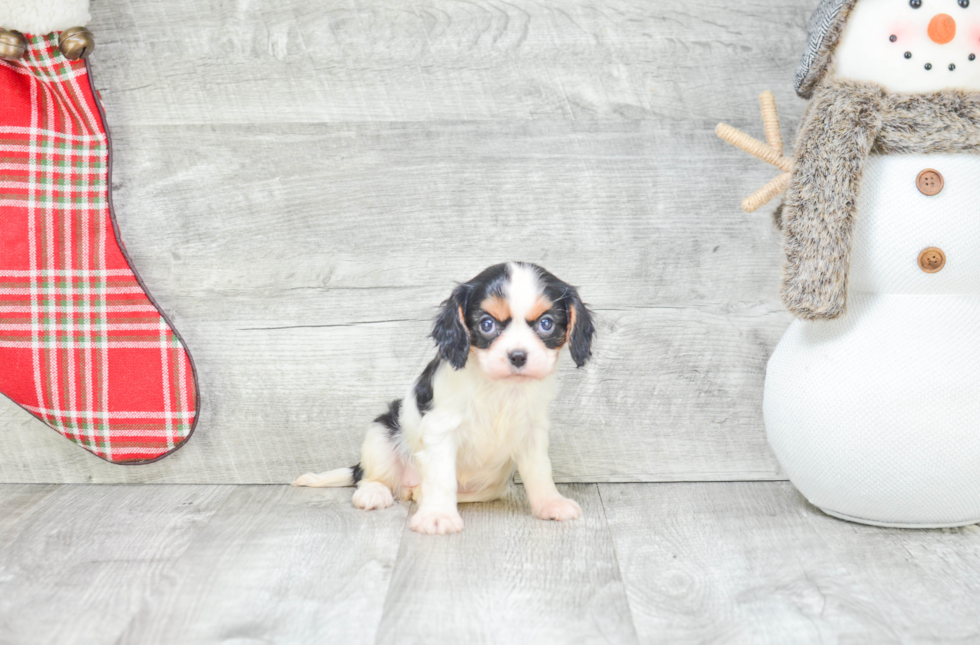 Fluffy Cavalier King Charles Spaniel Purebred Puppy