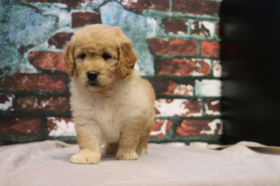 Best Mini Goldendoodle Baby