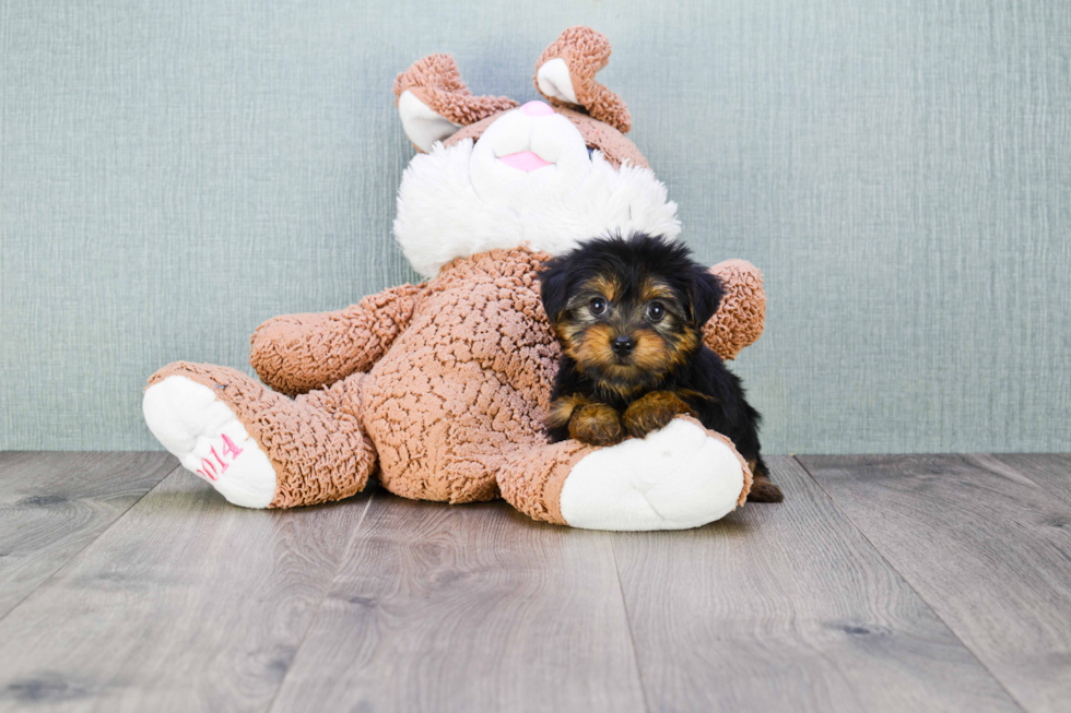 Meet Izzie - our Yorkshire Terrier Puppy Photo 