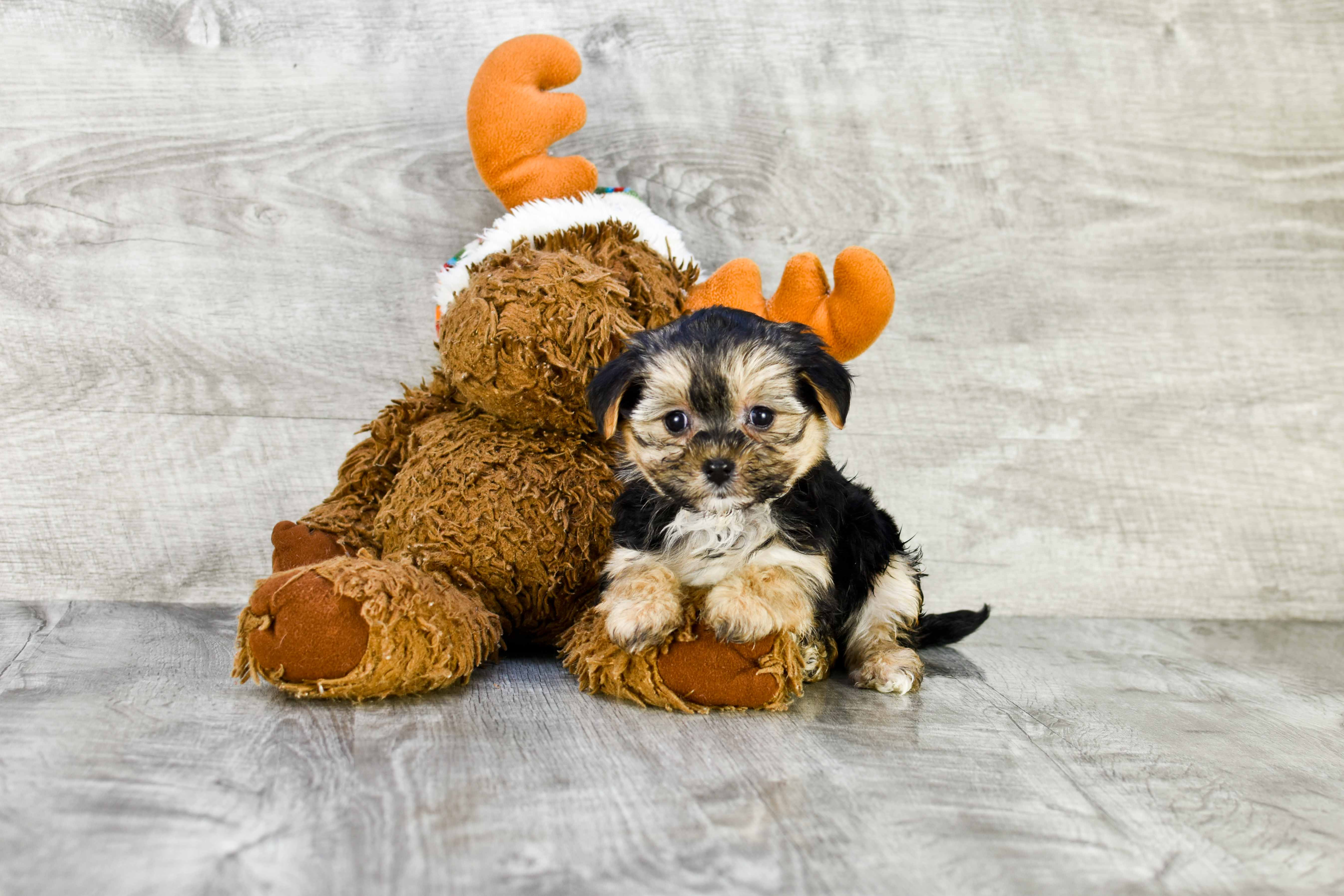 Morkie Pup Being Cute