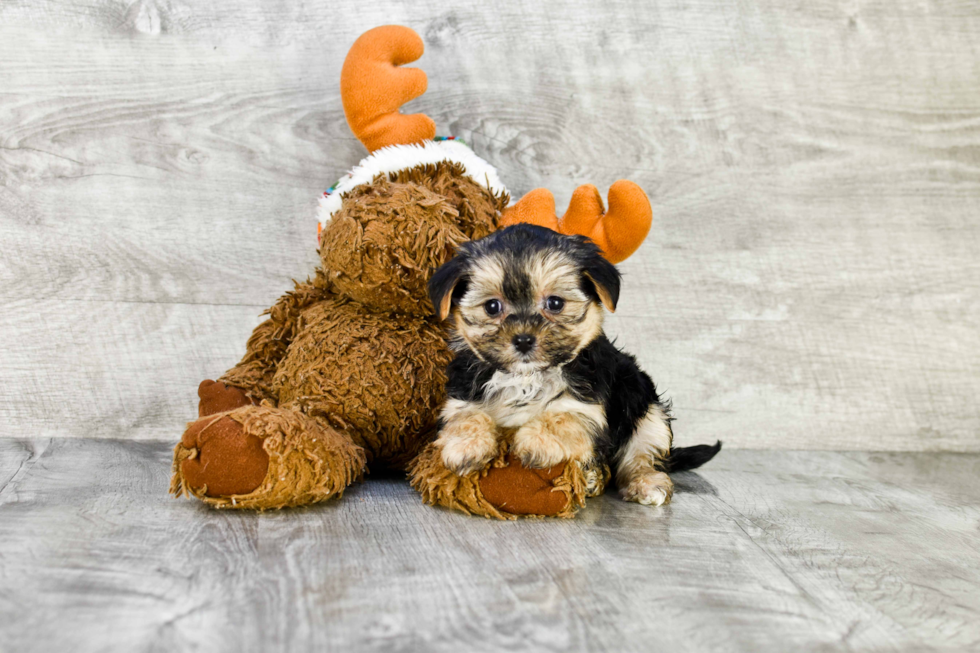 Morkie Pup Being Cute