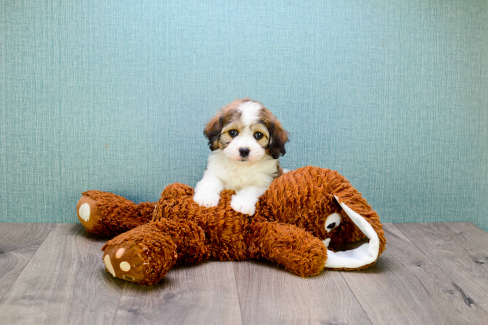 Cavachon Pup Being Cute