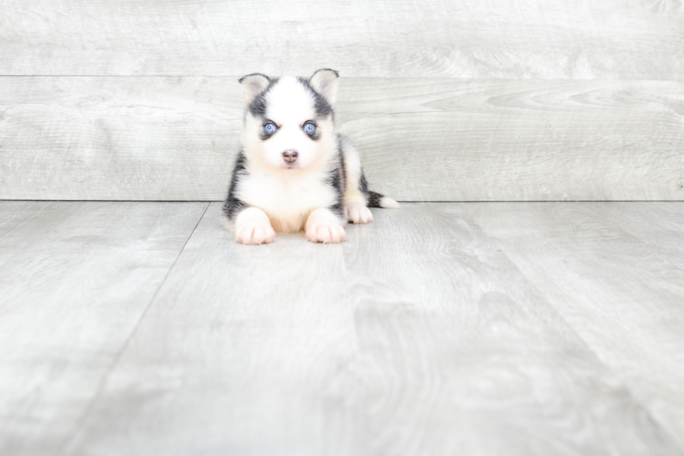 Pomsky Puppy for Adoption