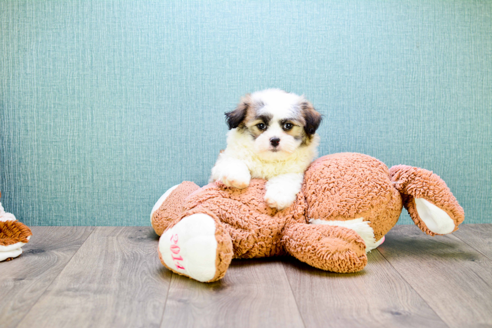 Teddy Bear Pup Being Cute