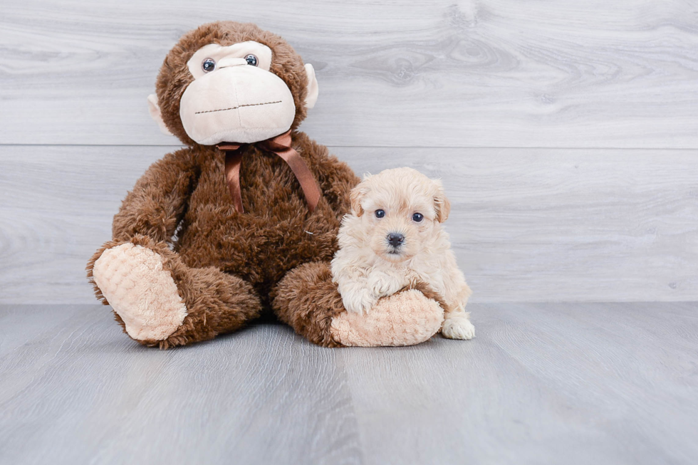 Maltipoo Puppy for Adoption