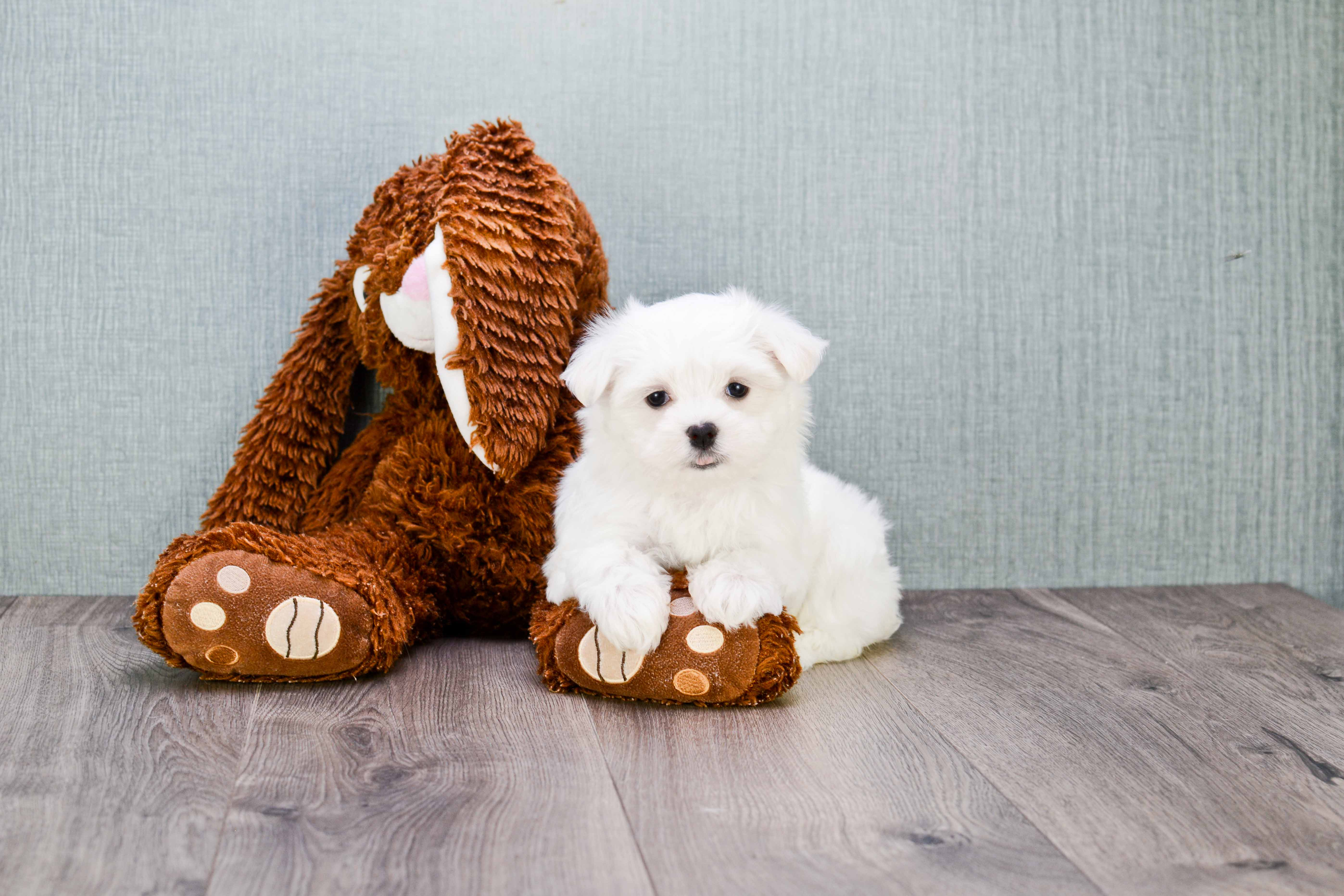 Best Maltese Baby