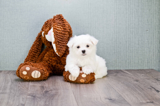 Best Maltese Baby