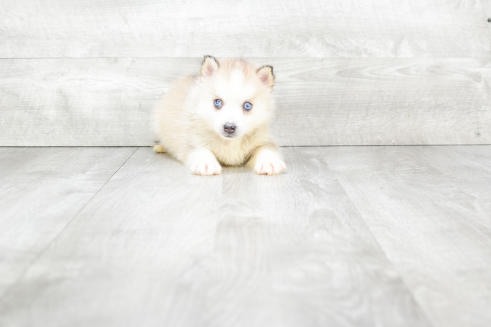 Pomsky Pup Being Cute