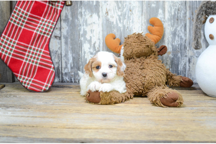 Best Cavapoo Baby