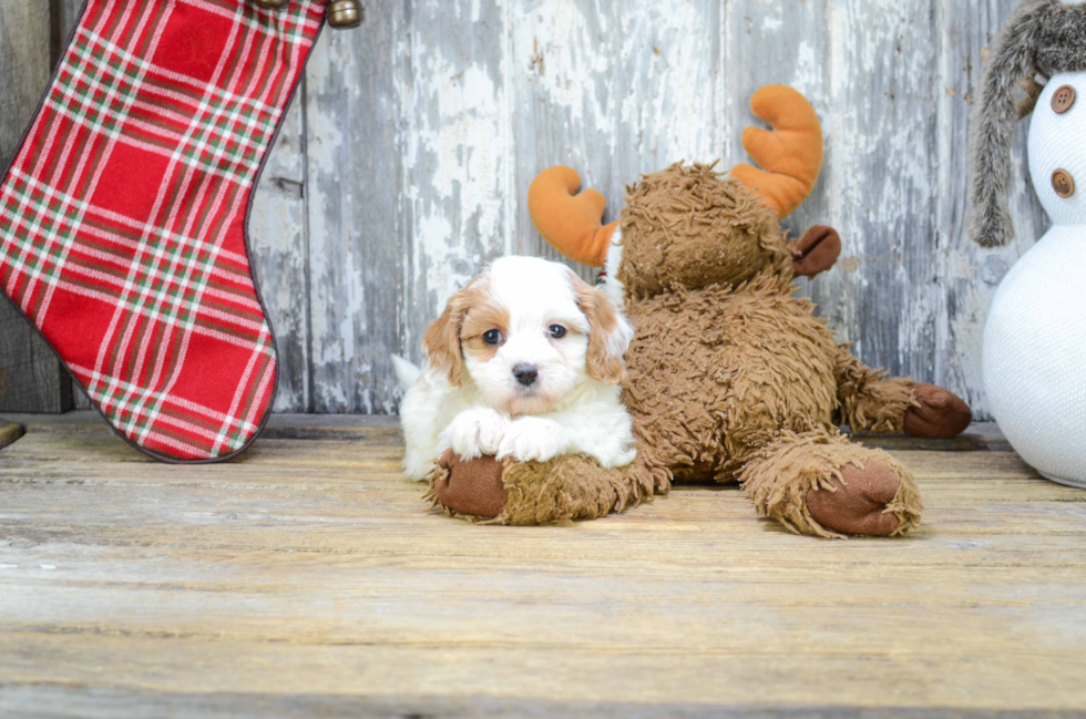 Best Cavapoo Baby