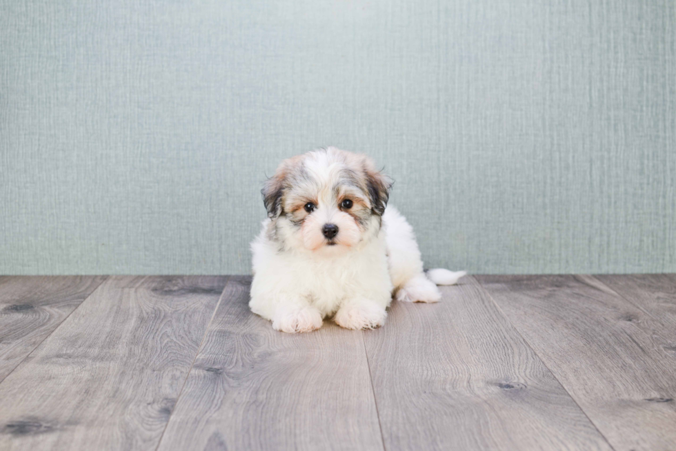 Havanese Puppy for Adoption