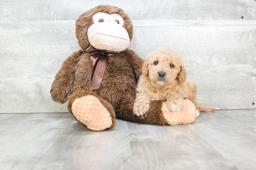 Best Mini Goldendoodle Baby