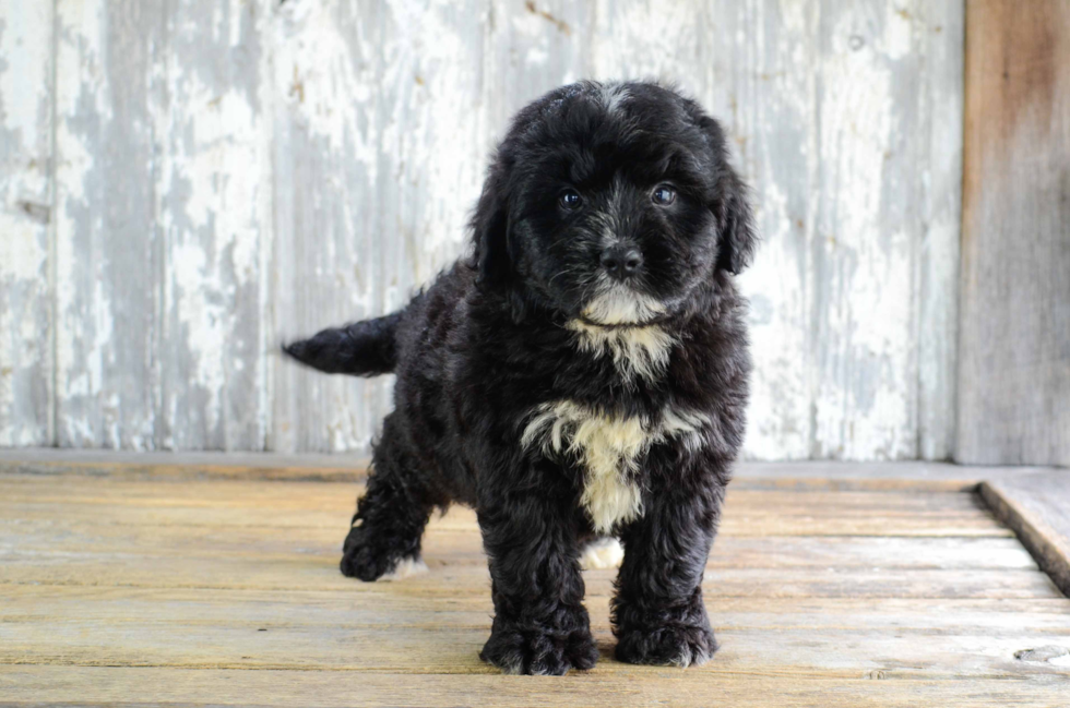 Mini Bernedoodle Puppy for Adoption