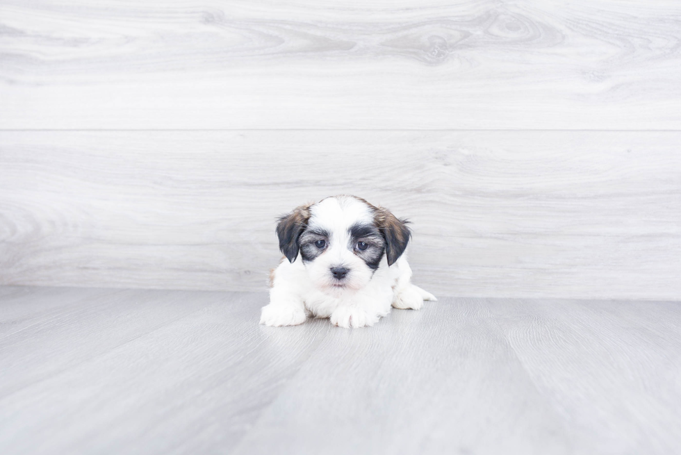 Teddy Bear Puppy for Adoption