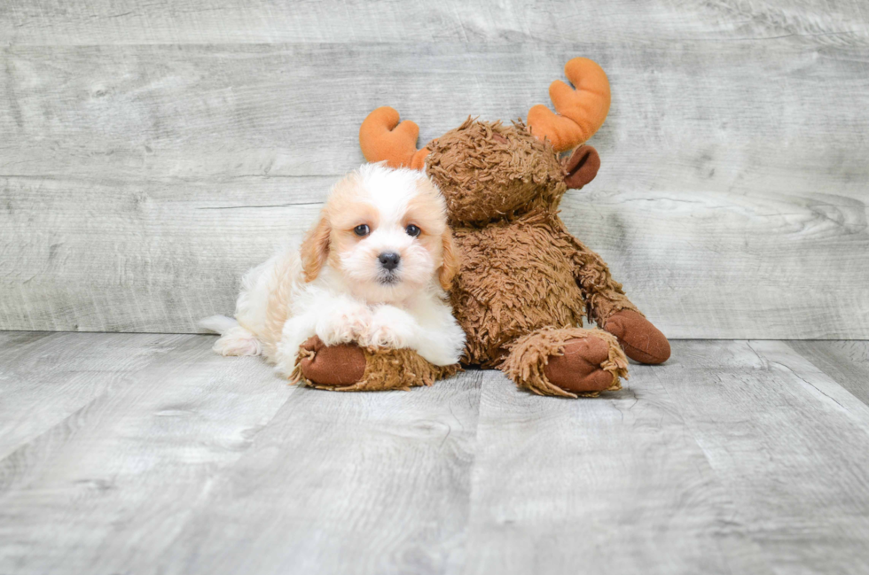 Cavachon Puppy for Adoption