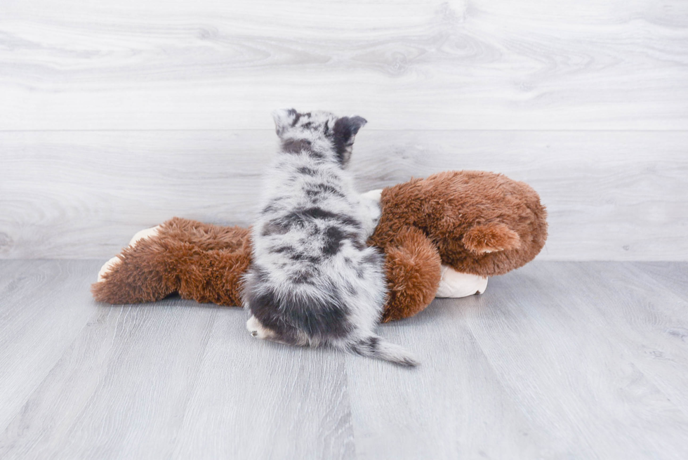 Fluffy Pomsky Designer Pup