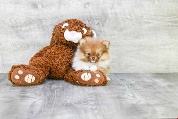 Funny Pomeranian Baby