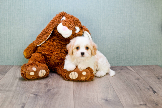 Cute Cavachon Baby