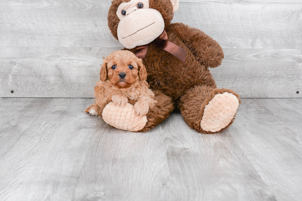 Cavapoo Puppy for Adoption