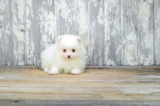 Small Pomeranian Purebred Pup