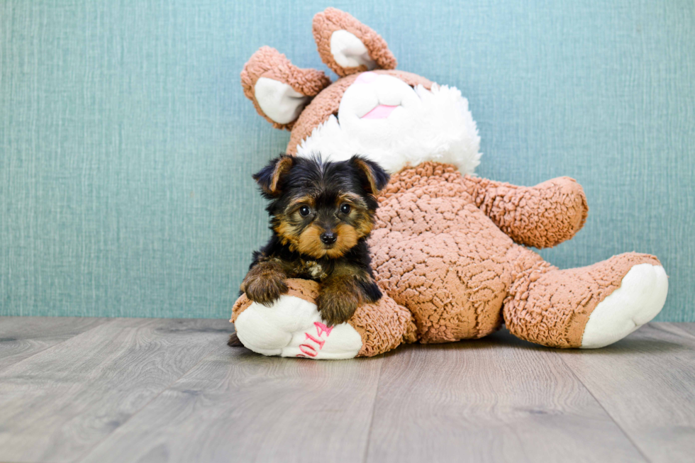 Meet Izzie - our Yorkshire Terrier Puppy Photo 