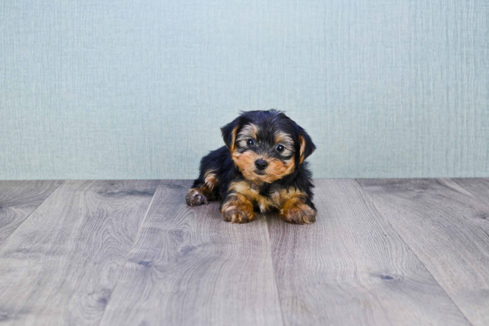 Meet Timmy - our Yorkshire Terrier Puppy Photo 