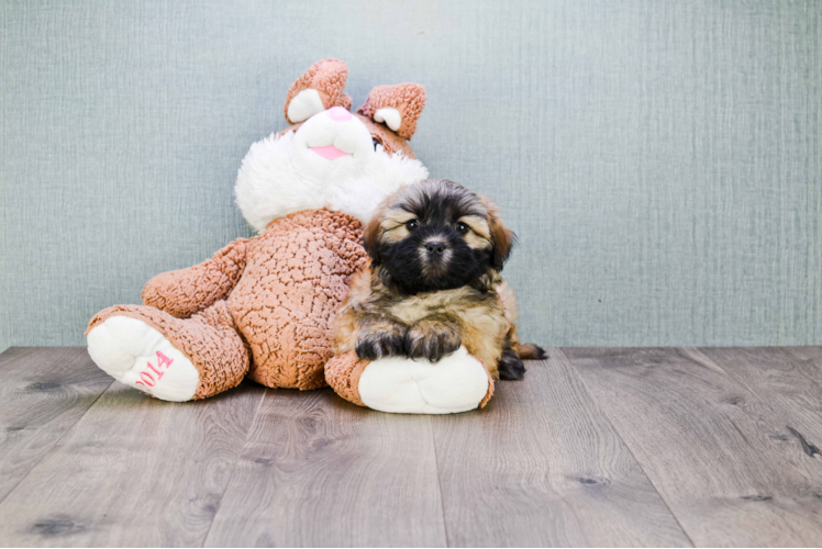 Playful Havanese Baby