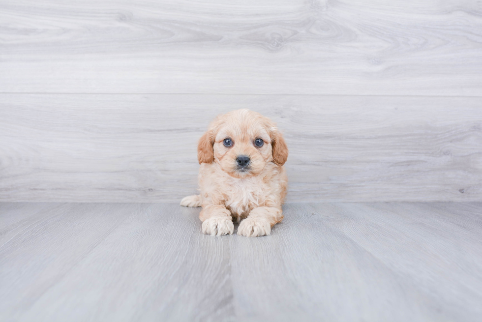 Cavapoo Puppy for Adoption