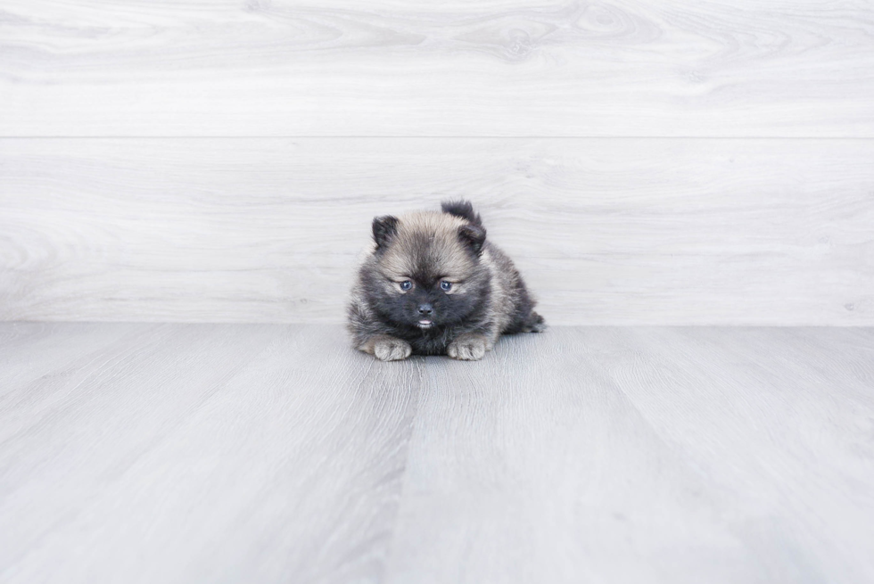 Pomeranian Pup Being Cute