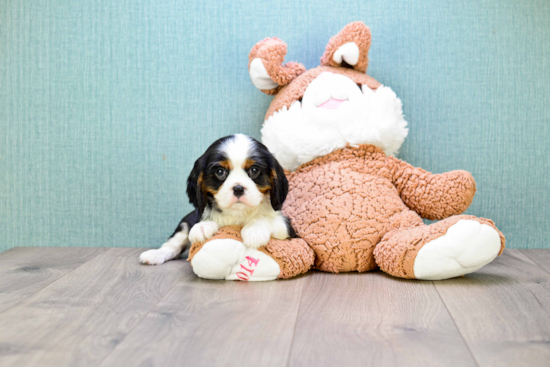 Happy Cavalier King Charles Spaniel Purebred Puppy