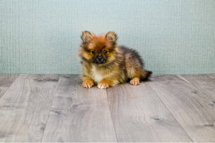 Akc Registered Pomeranian Baby