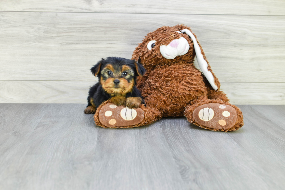 Meet Avery - our Yorkshire Terrier Puppy Photo 