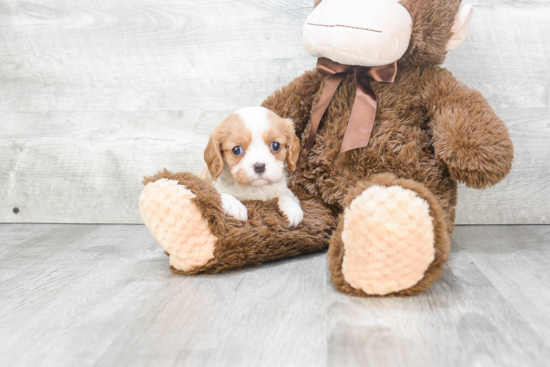 Little Cavalier King Charles Spaniel Baby