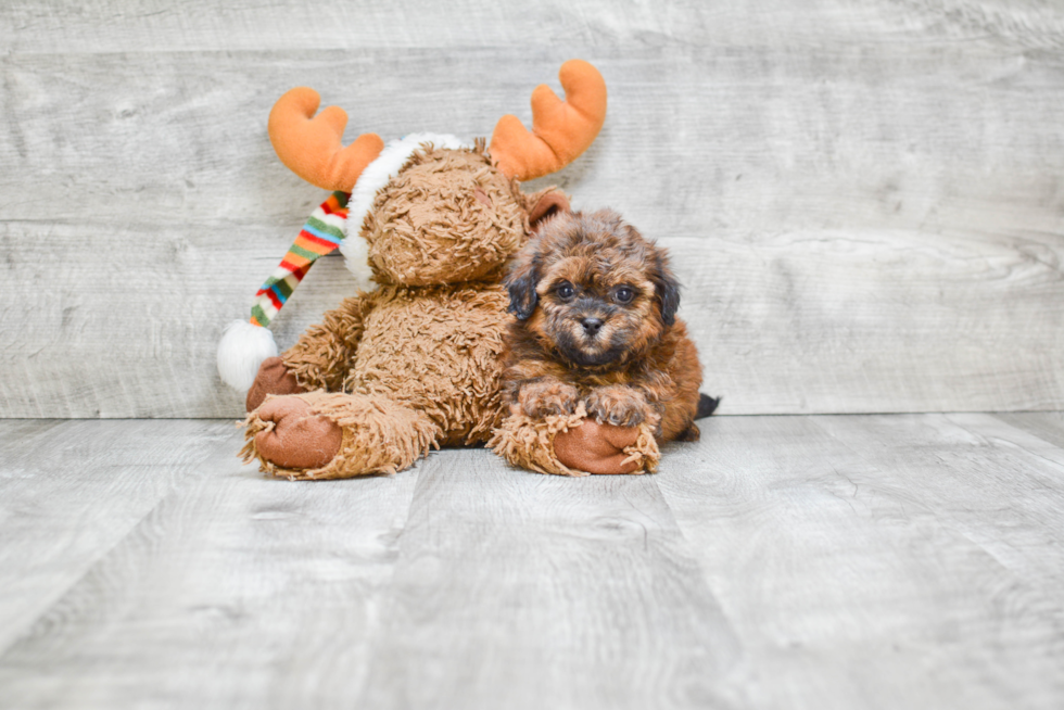 Teddy Bear Pup Being Cute