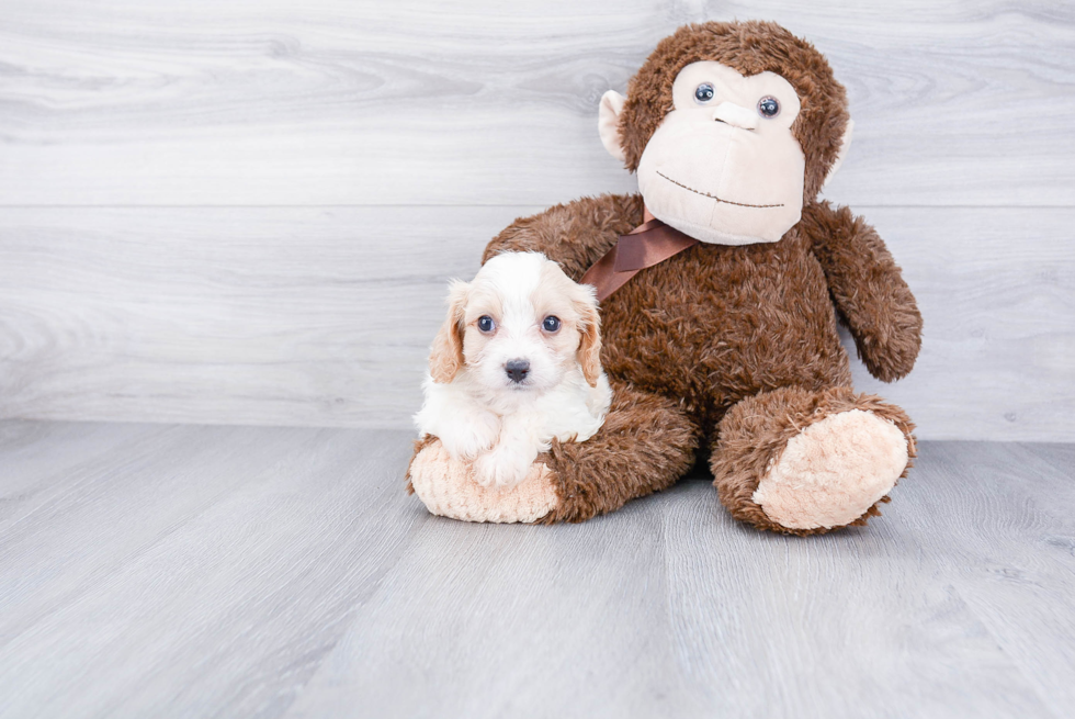 Cavachon Pup Being Cute