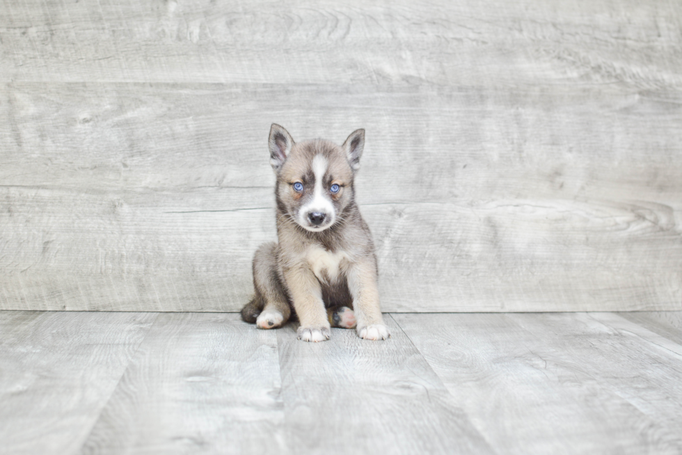 Happy Pomsky Baby