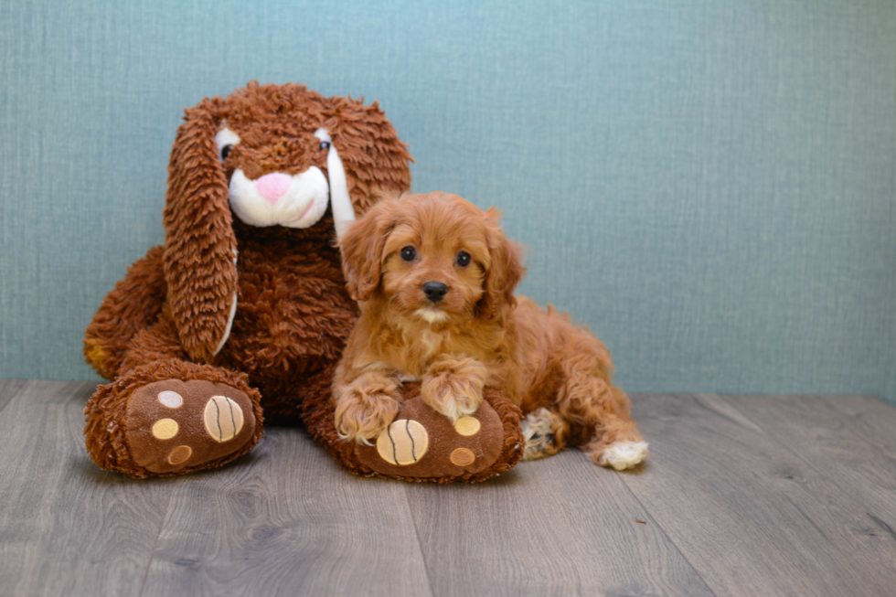 Best Cavapoo Baby