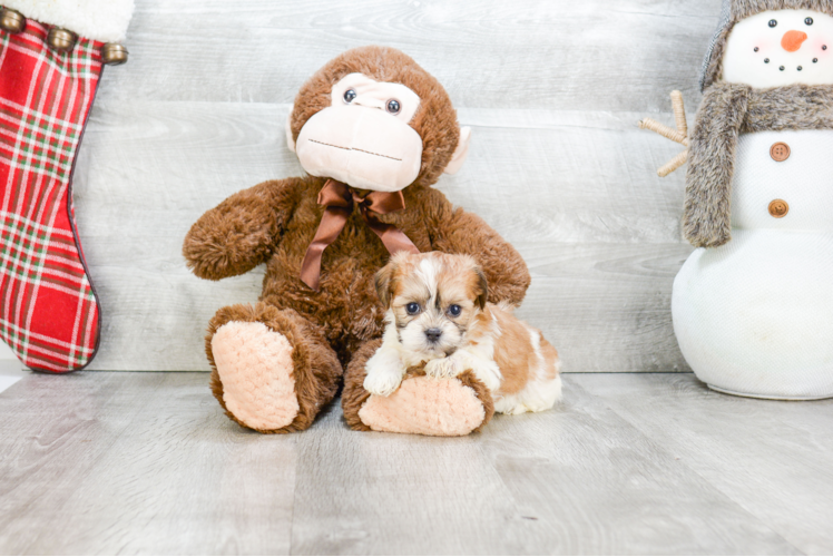 Teddy Bear Pup Being Cute