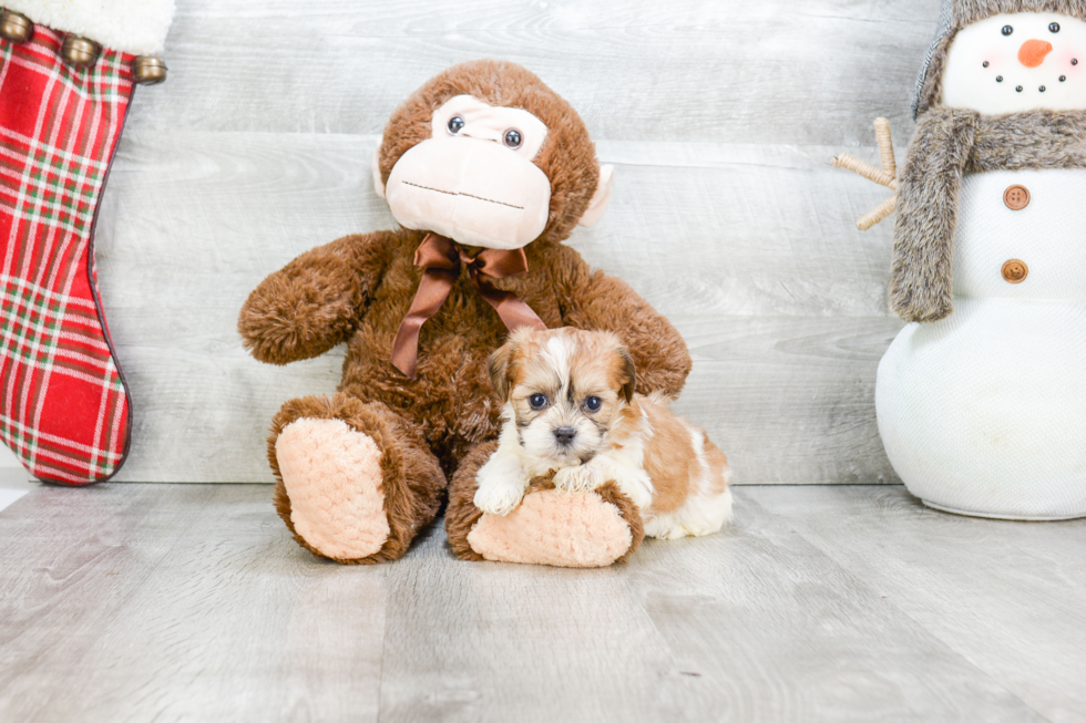 Teddy Bear Pup Being Cute