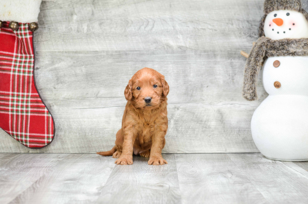 Mini Goldendoodle Pup Being Cute