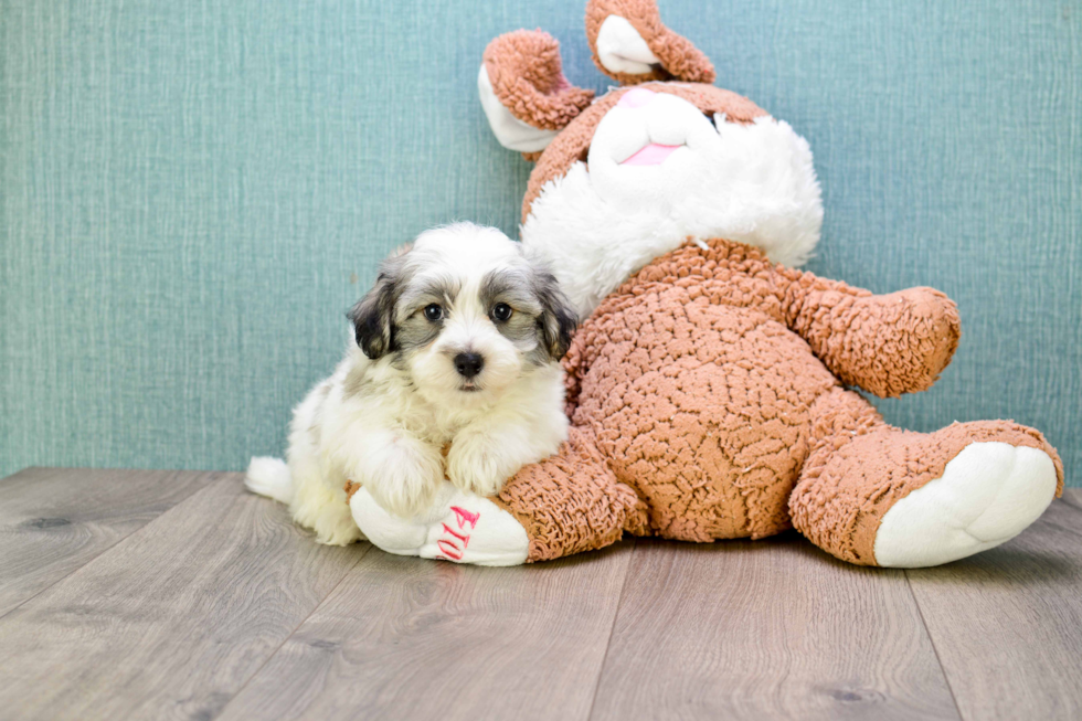 Havanese Puppy for Adoption