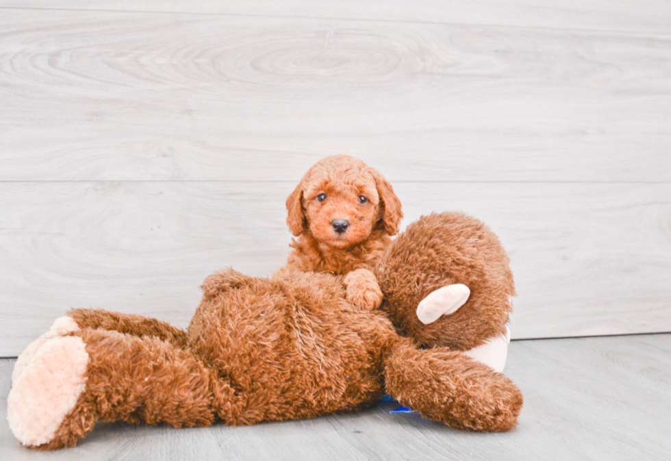 Mini Goldendoodle Puppy for Adoption