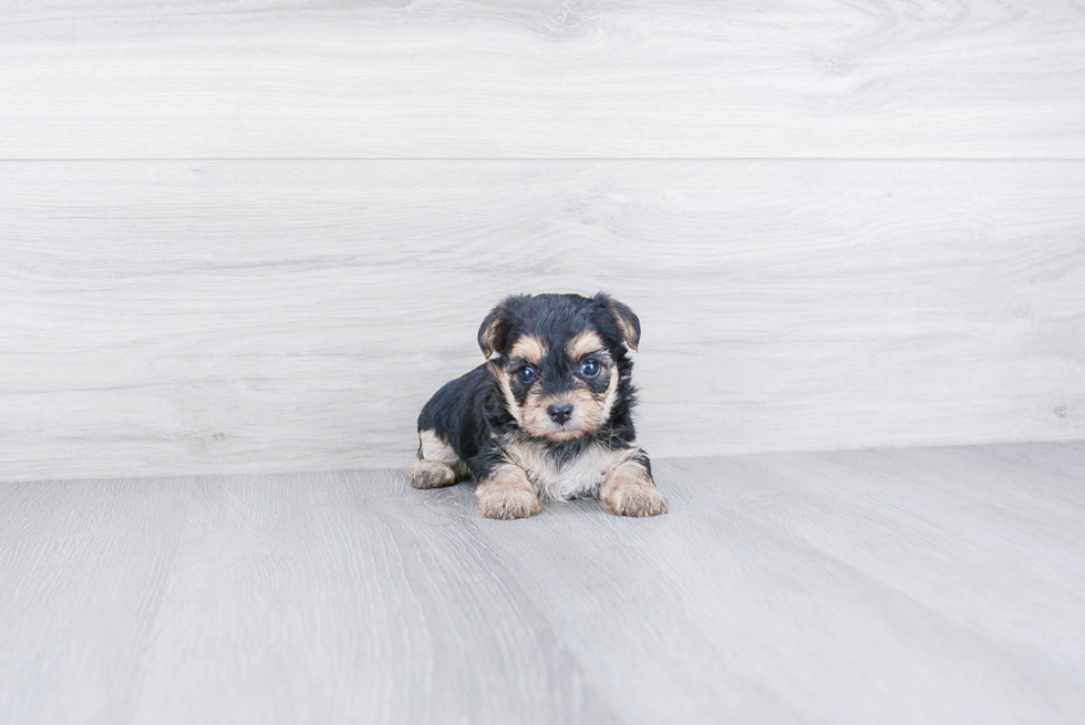 Happy Morkie Baby