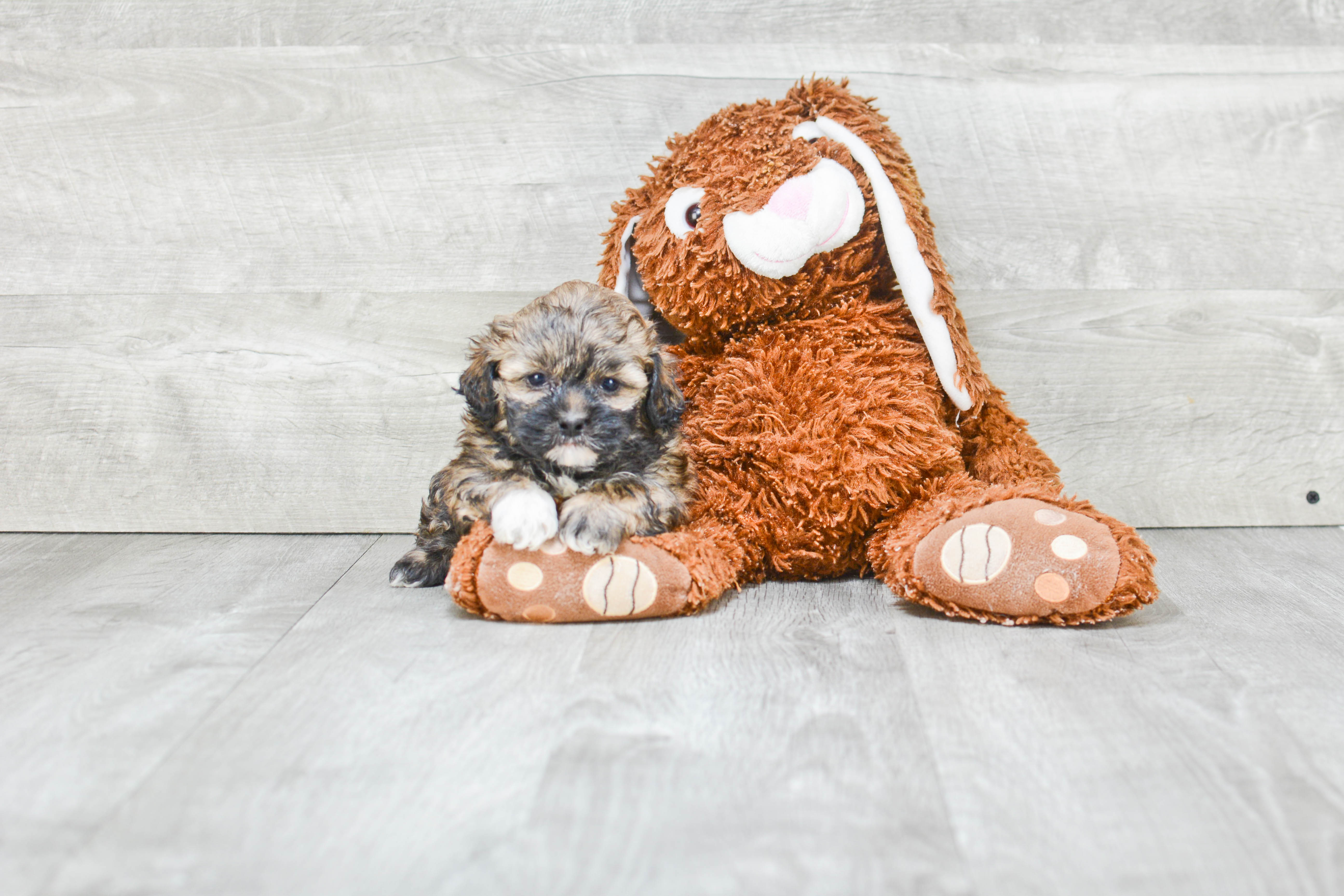 Hypoallergenic Shitzu Designer Puppy