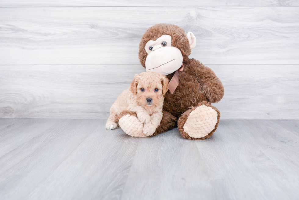 Best Cavapoo Baby