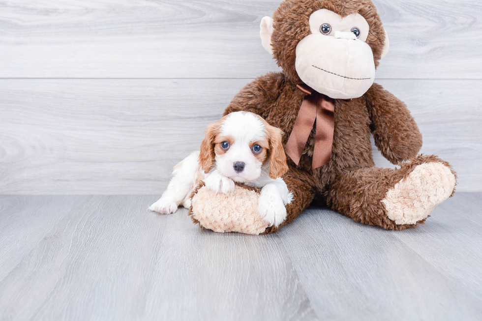 Best Cavalier King Charles Spaniel Baby