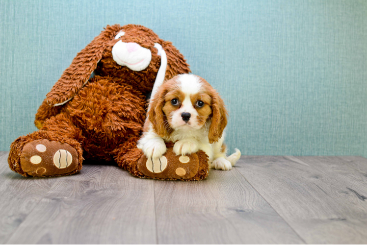 Smart Cavalier King Charles Spaniel Purebred Puppy