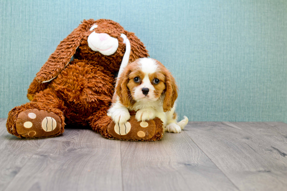 Smart Cavalier King Charles Spaniel Purebred Puppy