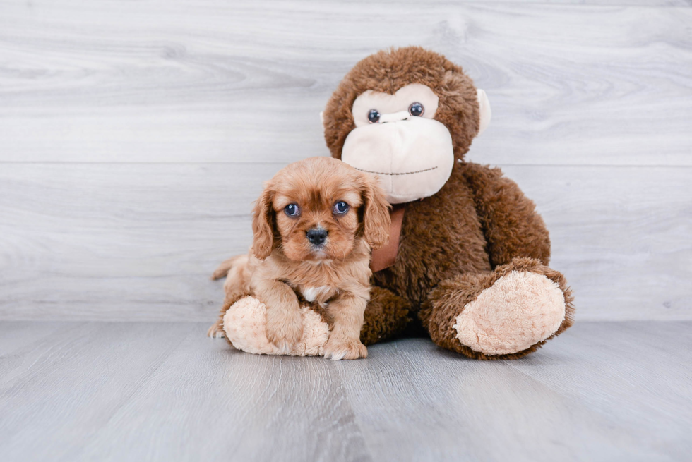 Cavalier King Charles Spaniel Puppy for Adoption