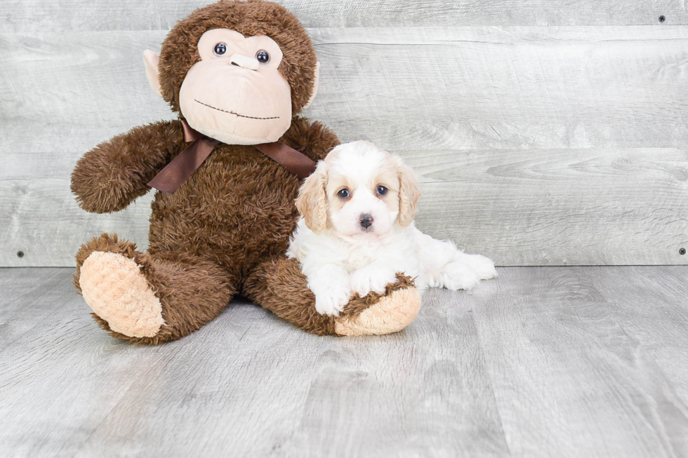 Cavapoo Puppy for Adoption